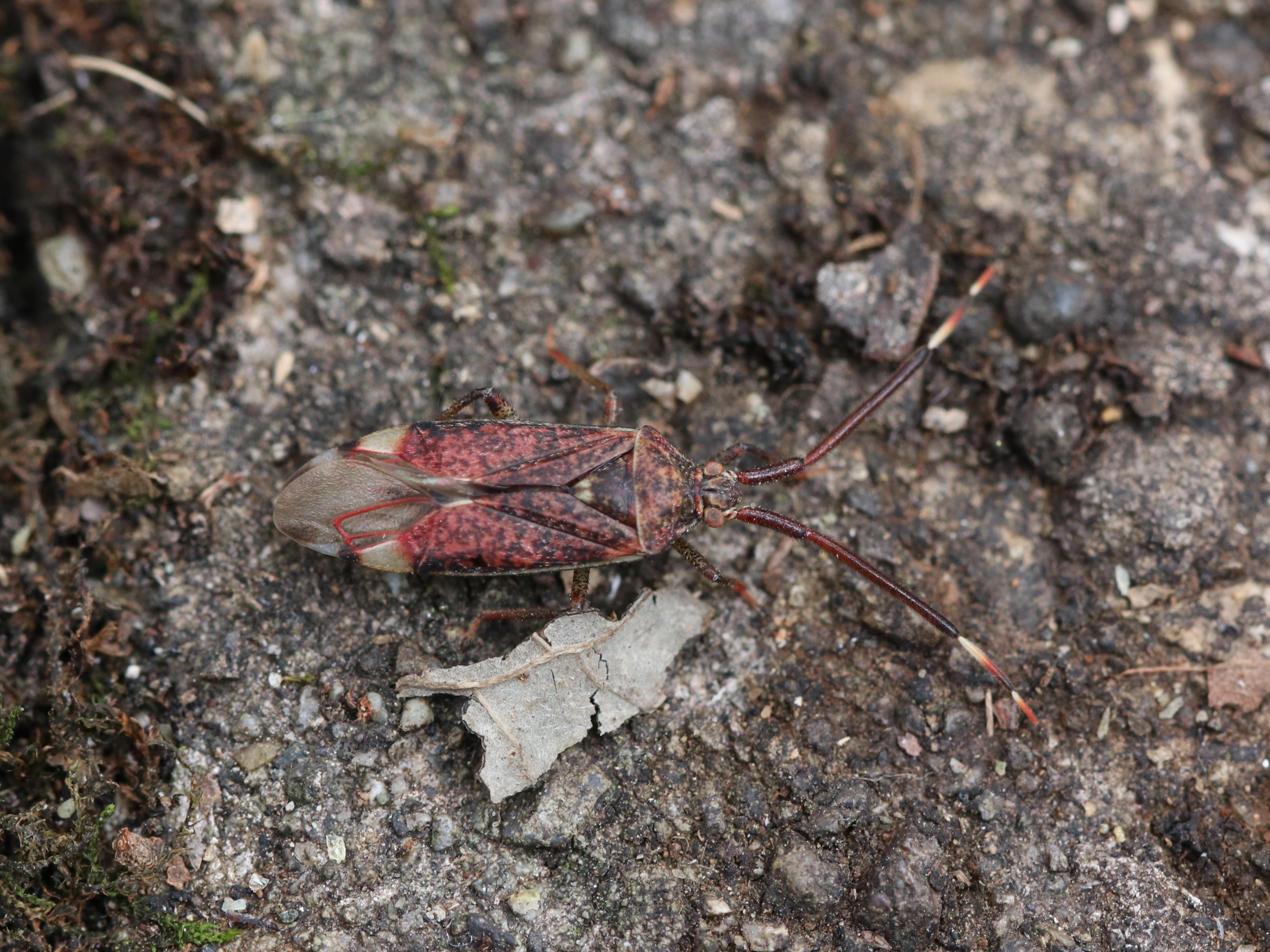Pantilius Tunicatus (wIIJX~J)